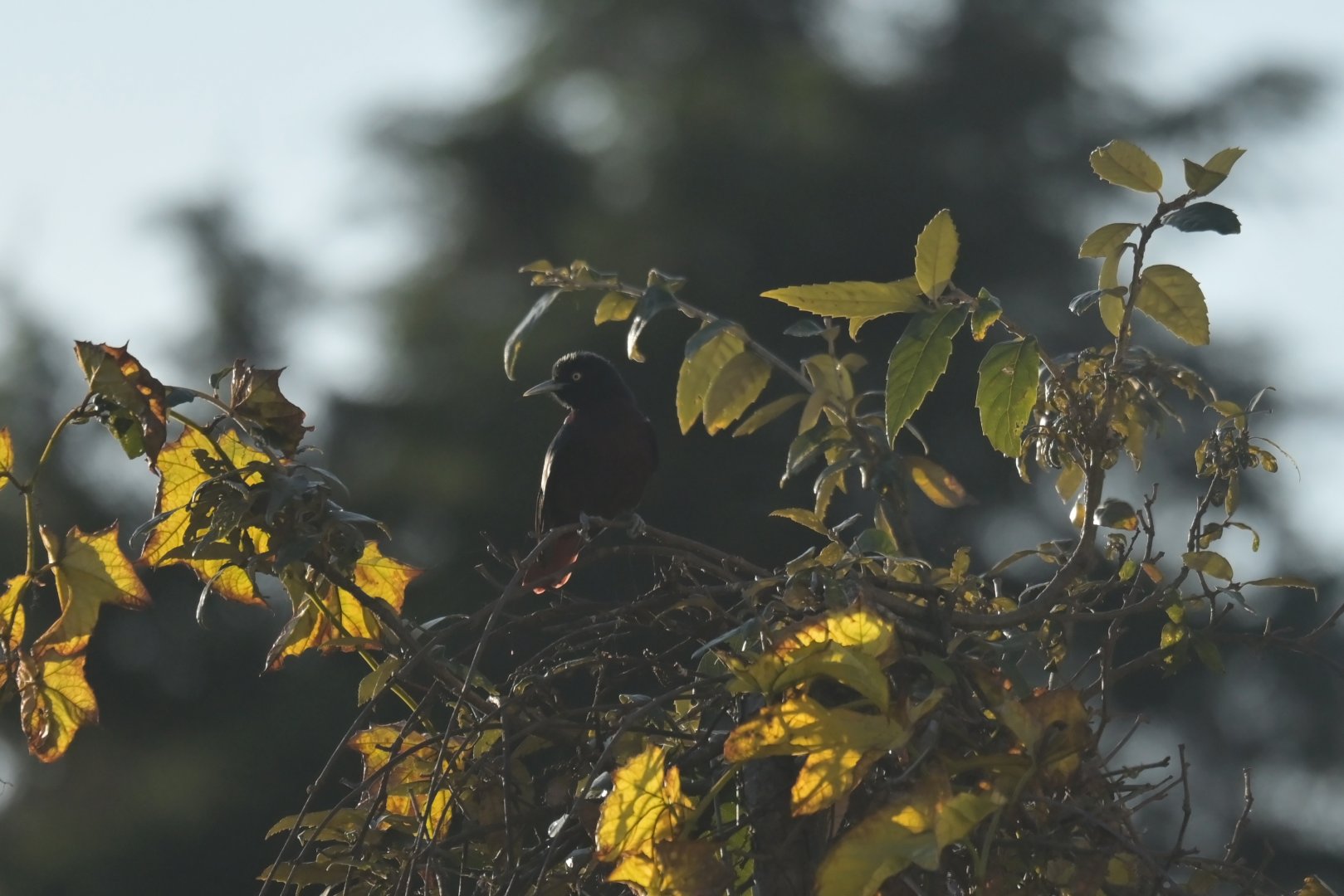 Maroon Oriole Oriolus traillii