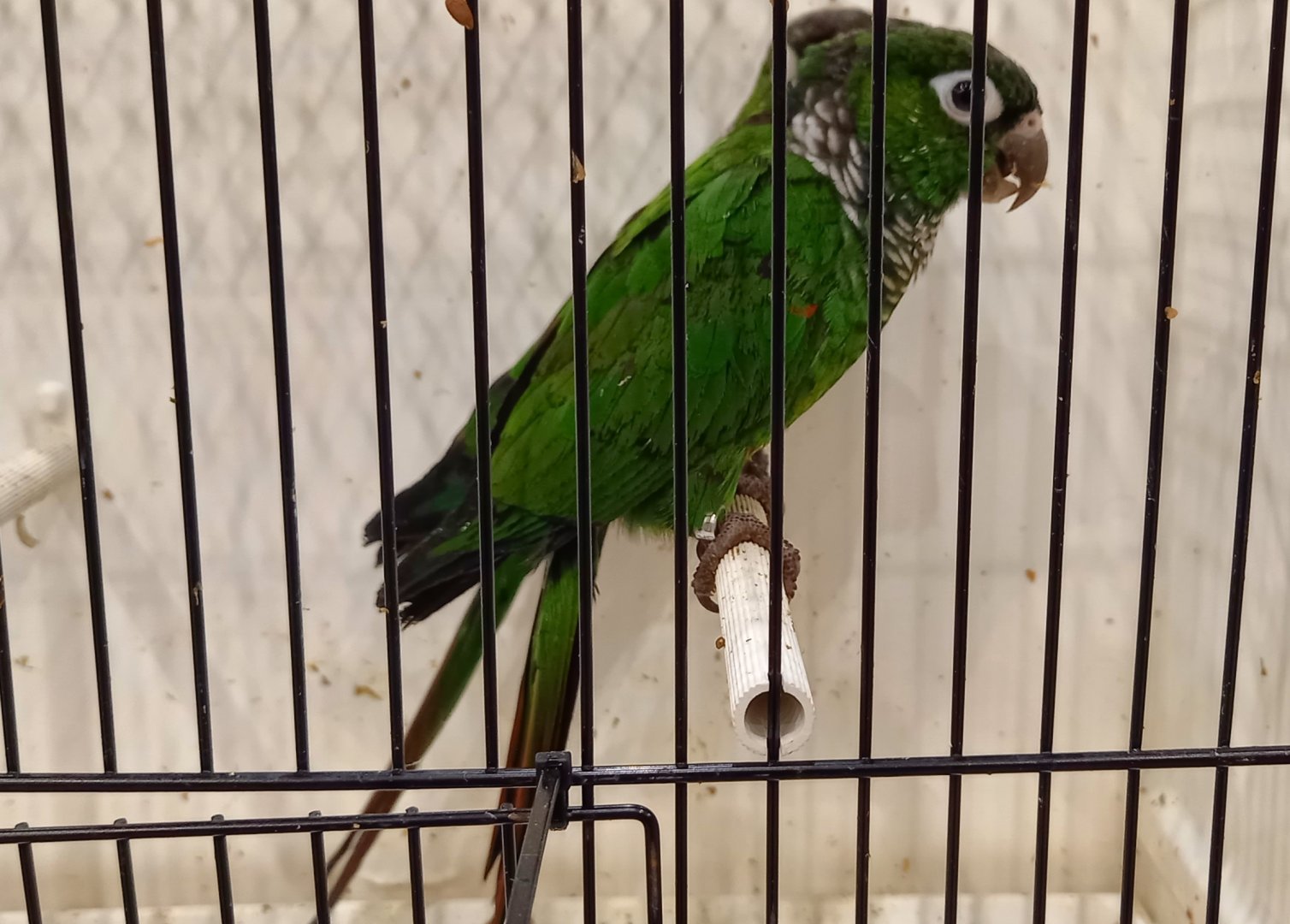 Maroon-tailed ( Black-tailed ) conures - Pyrrhura melanura