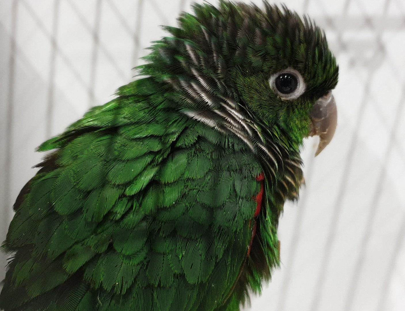 Maroon-tailed parakeet - Pyrrhura melanura pacifica