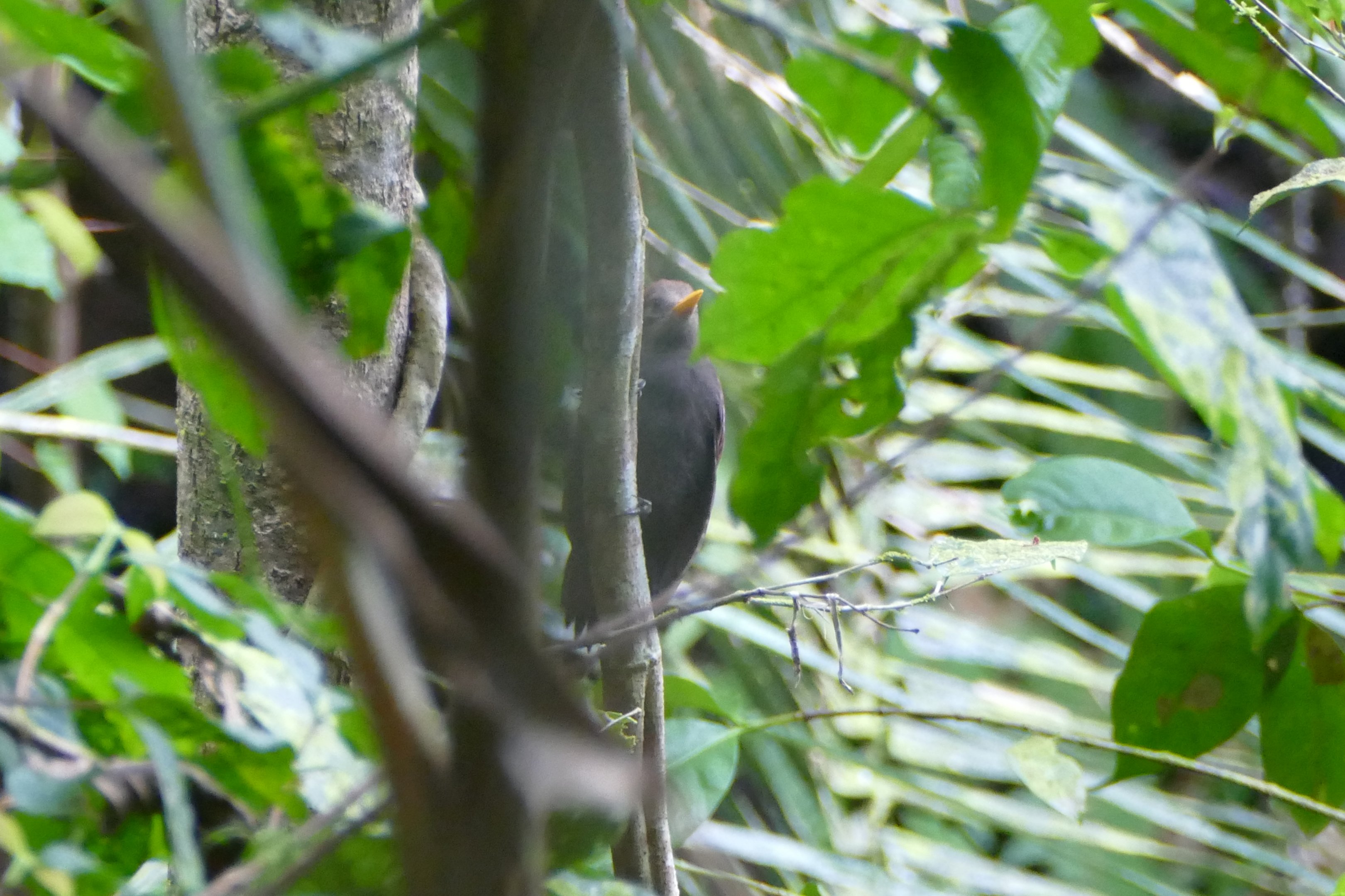 Maroon Woodpecker - Fraser's Hill