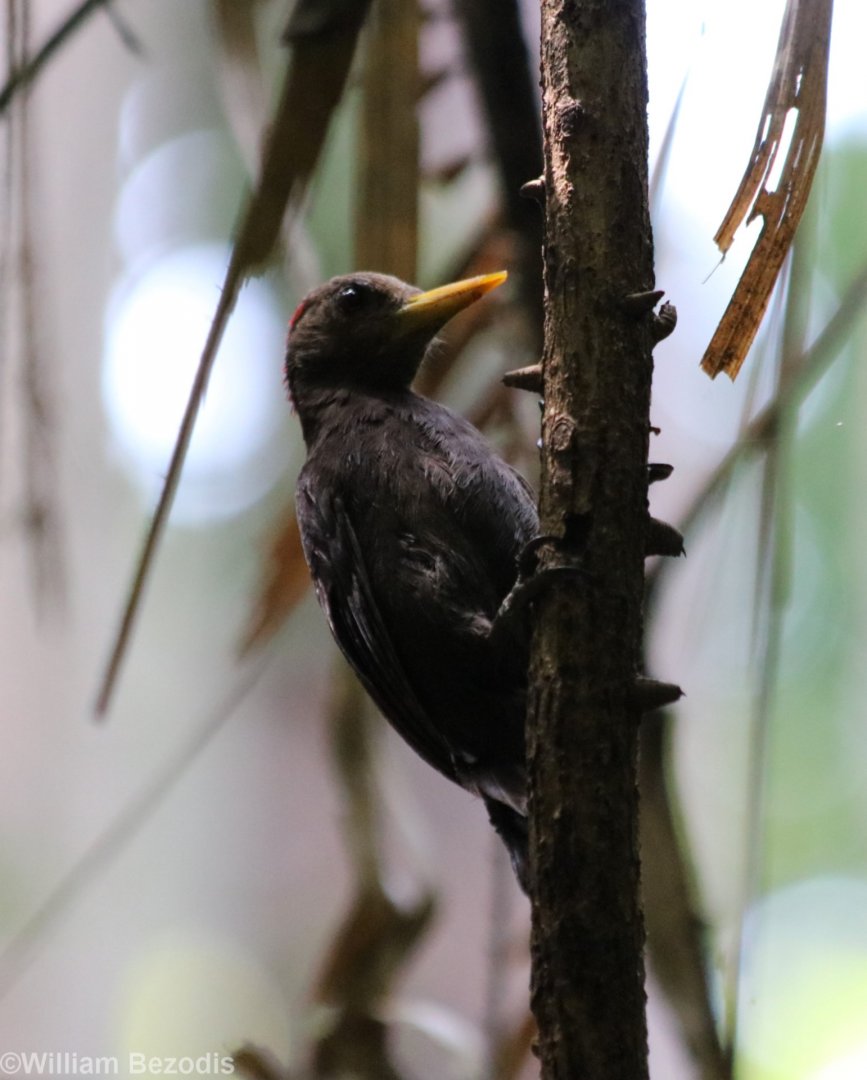 Maroon Woodpecker - Sepilok