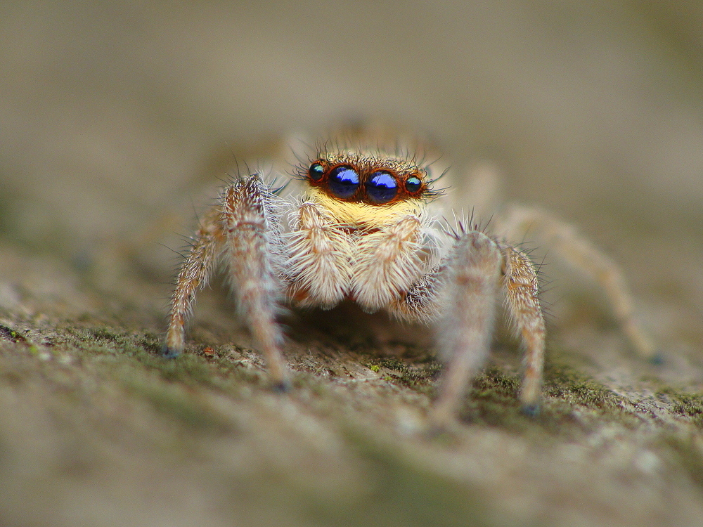 Marpissa radiata female