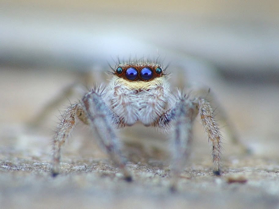 Marpissa radiata  female