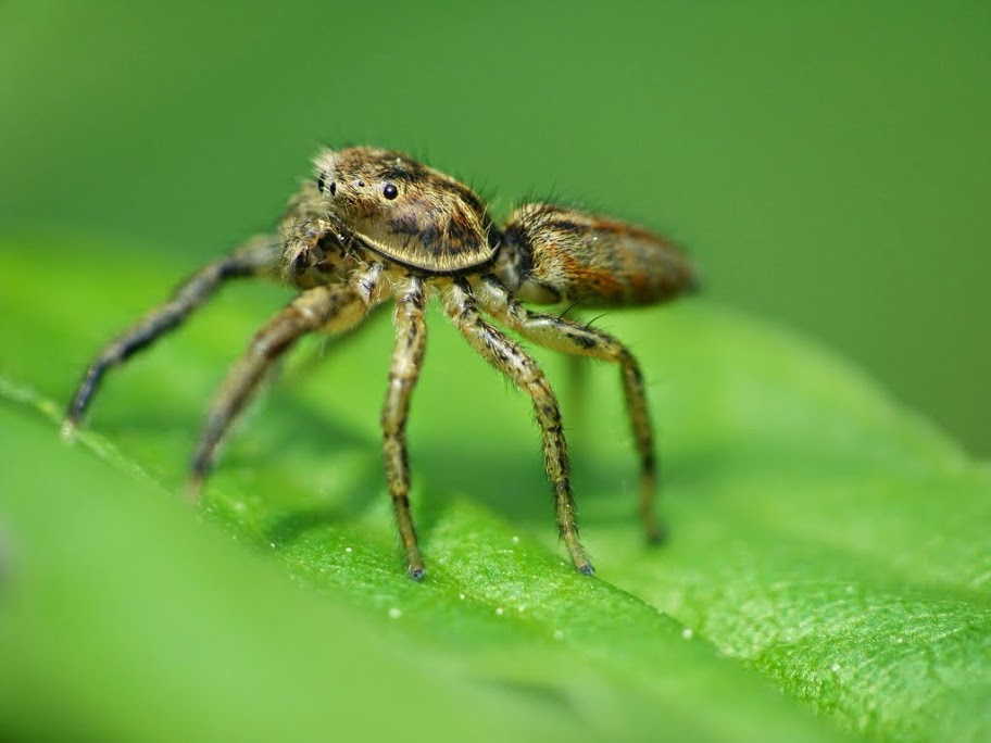 Marpissa radiata male