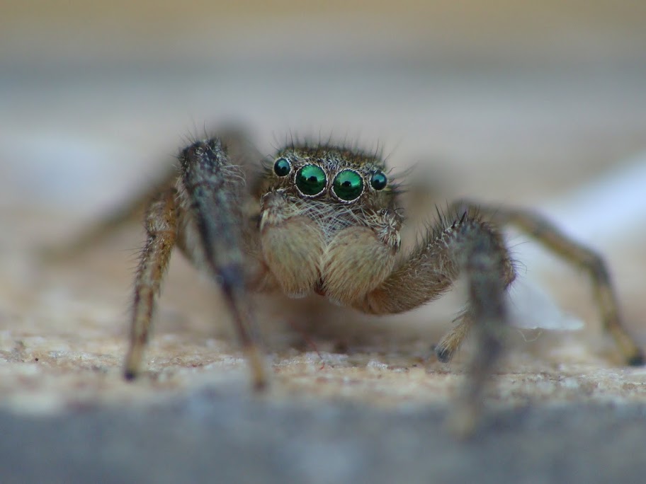 Marpissa radiata  male