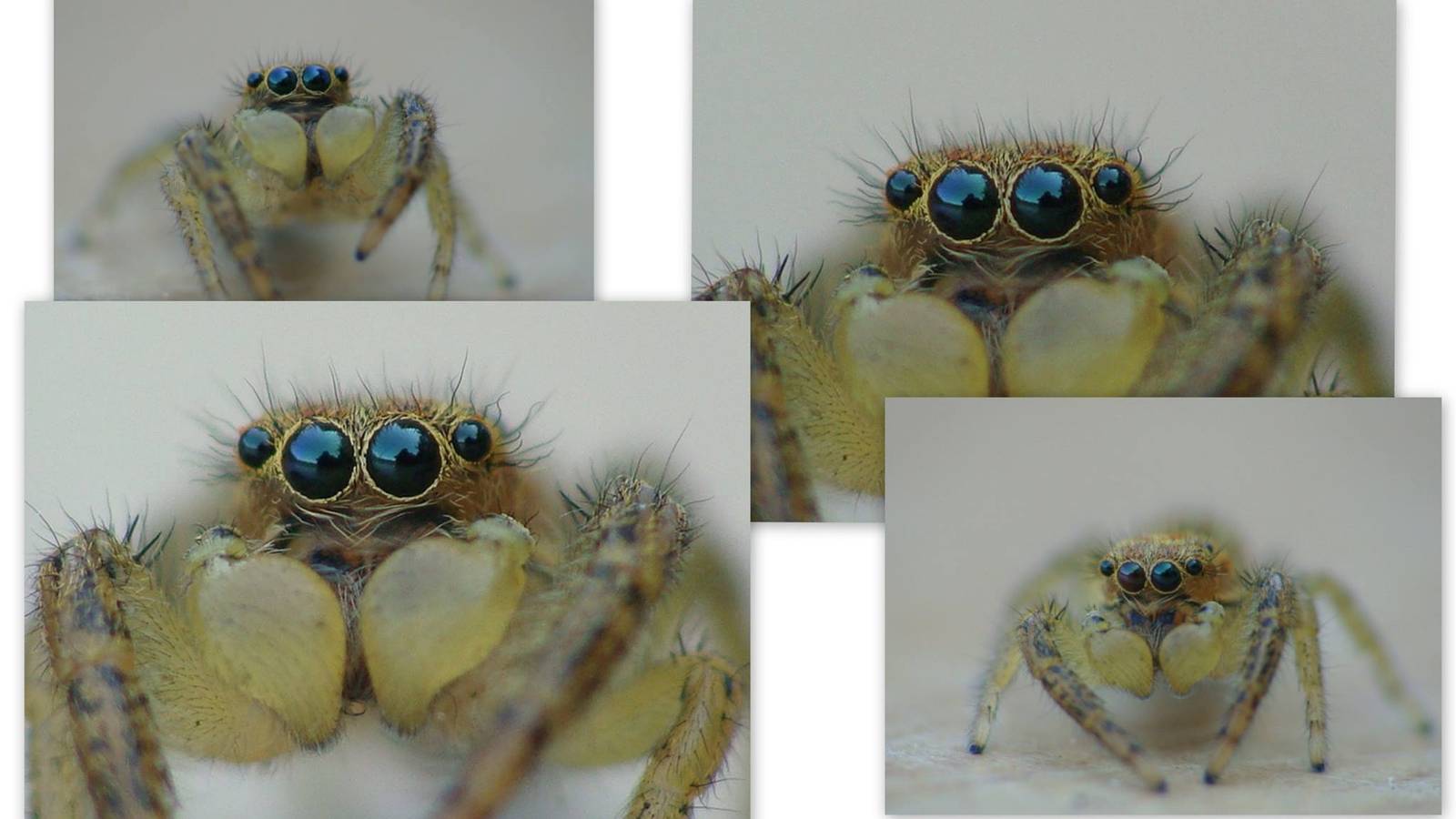 Marpissa radiata  male.