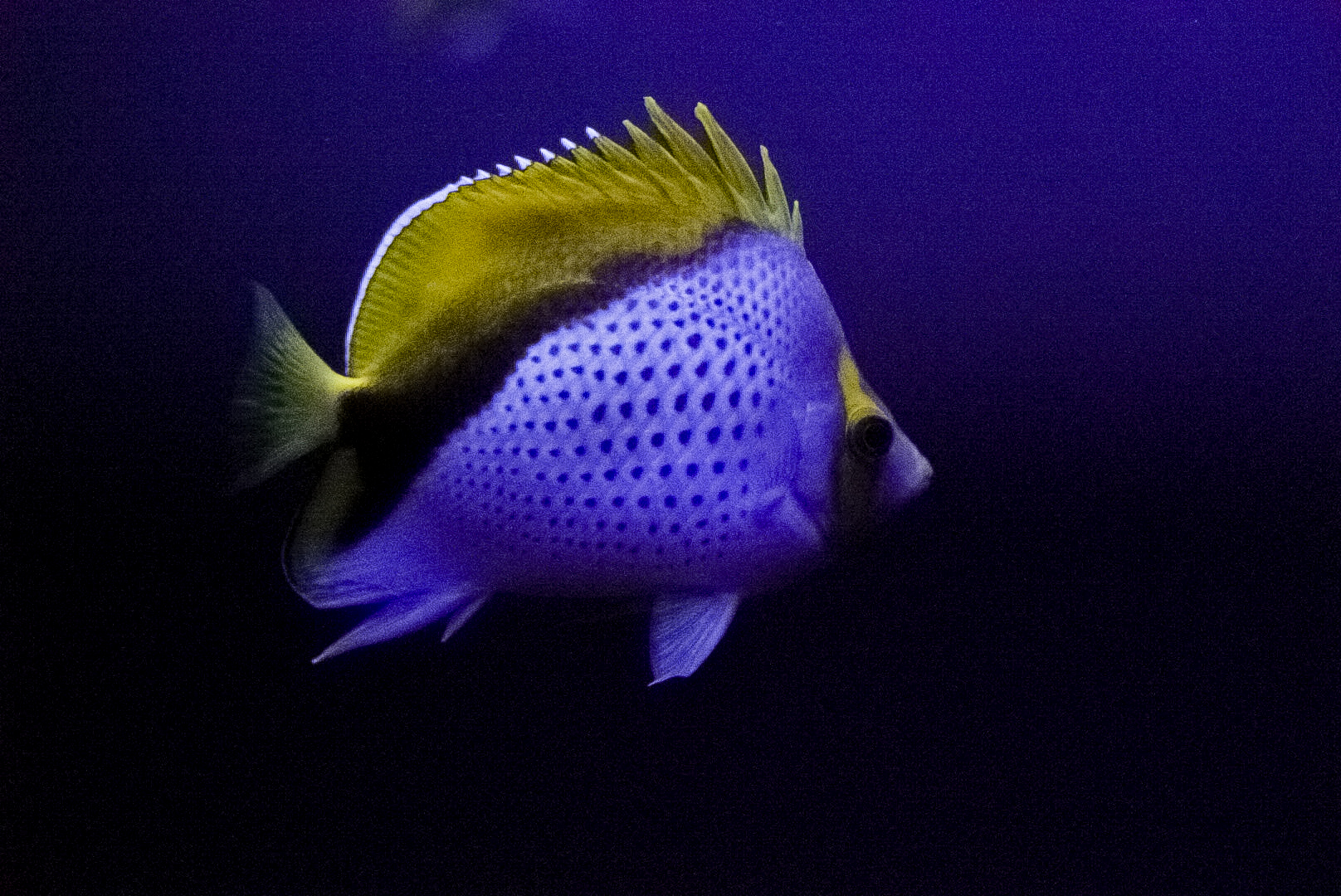 Marquees Butterflyfish // Twighlight Zone
