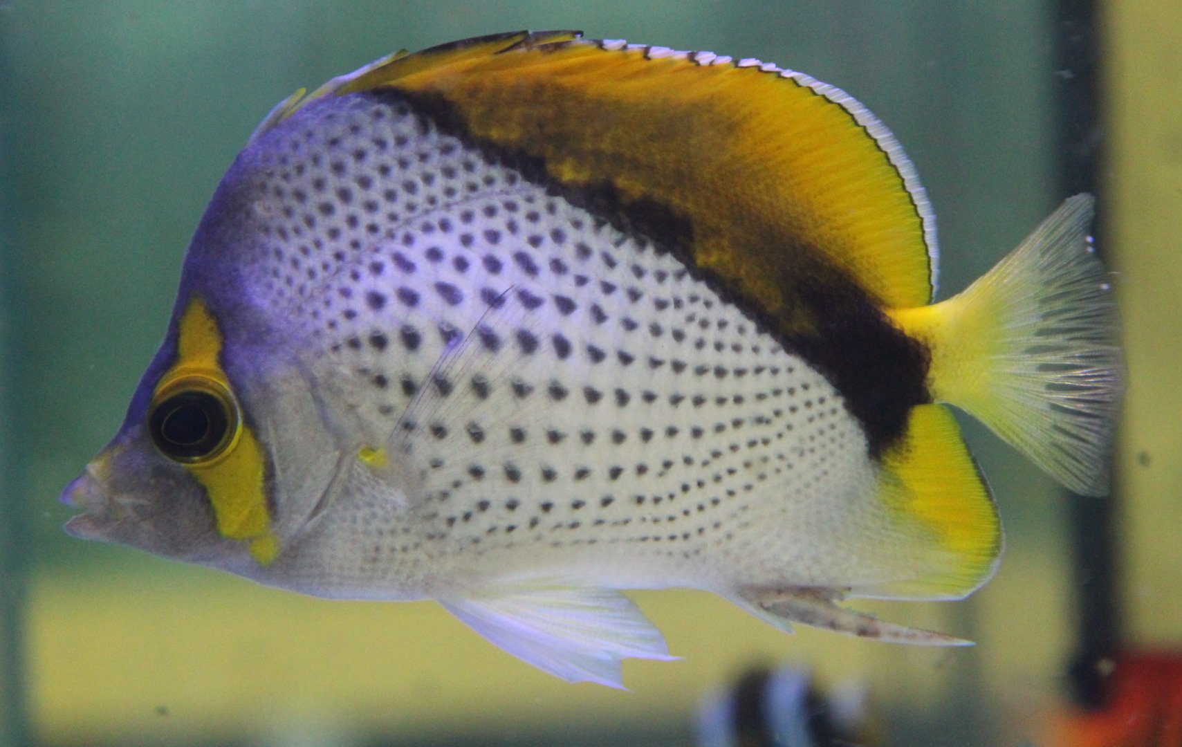 Marquesan butterflyfish - Chaetodon declivis