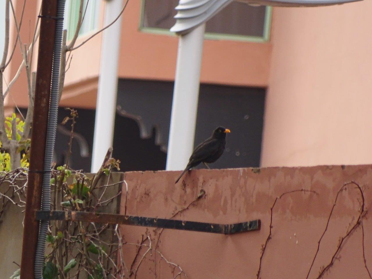 Marrakesh - Blackbird