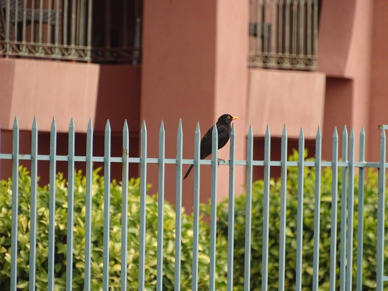 Marrakesh - Blackbird