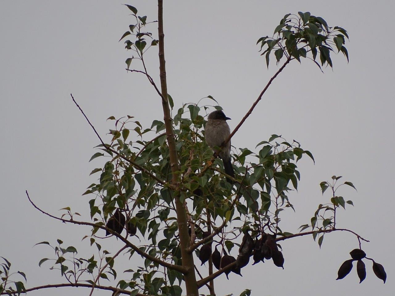 Marrakesh - Common bulbul