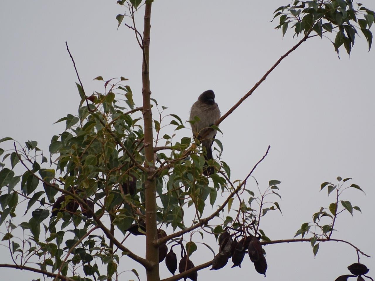 Marrakesh - Common bulbul