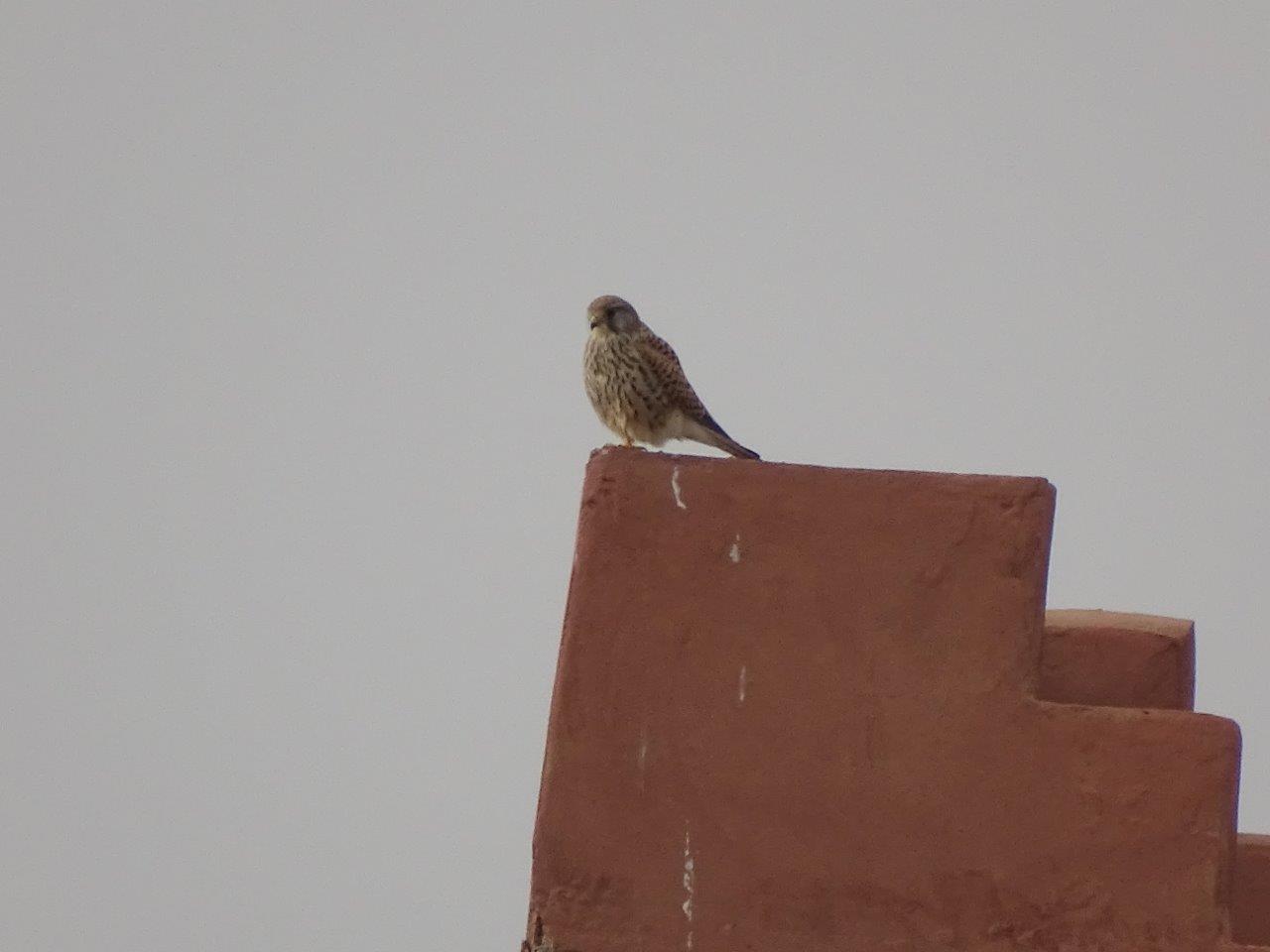 Marrakesh - Common kestrel