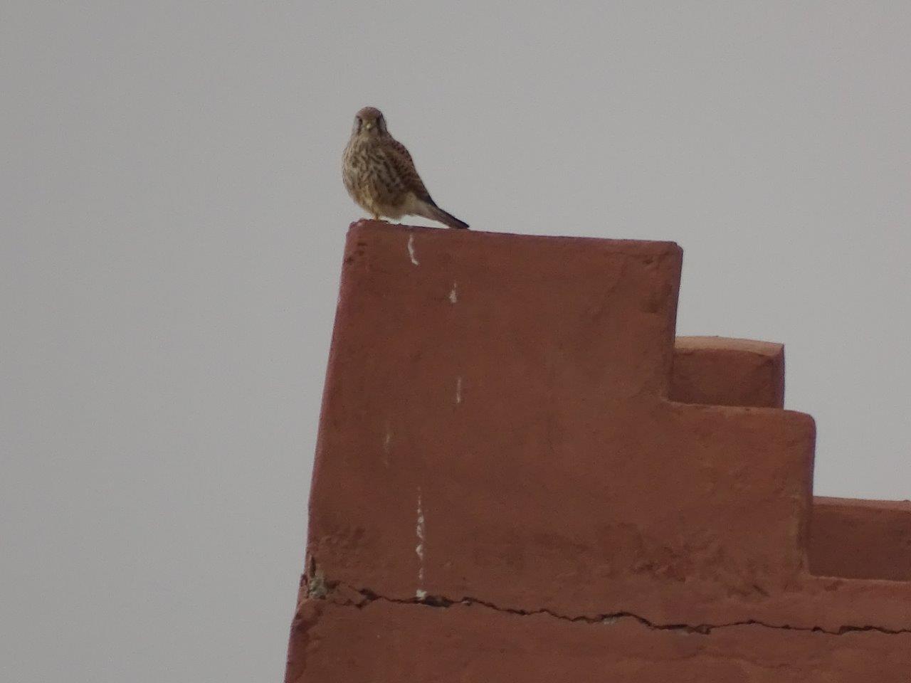 Marrakesh - Common kestrel