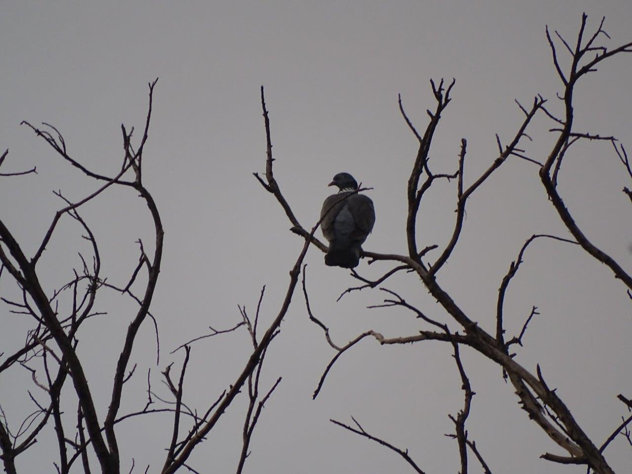 Marrakesh - Common wood pigeon