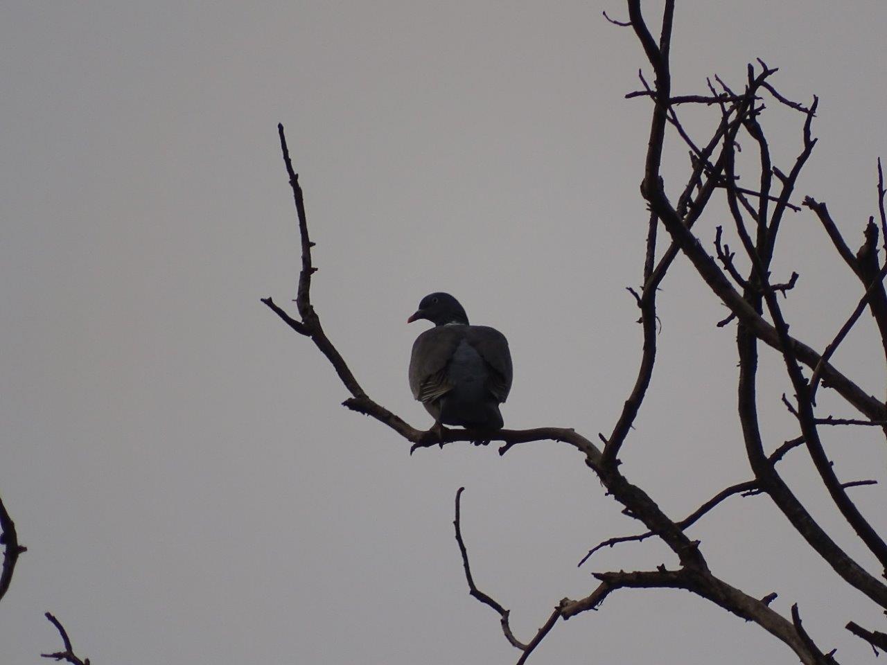 Marrakesh - Common wood pigeon