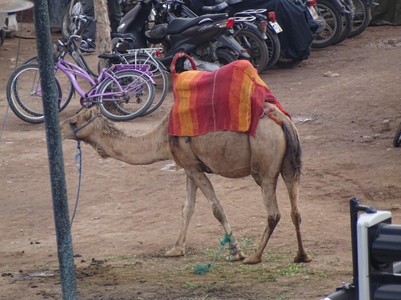 Marrakesh - Dromadery camel