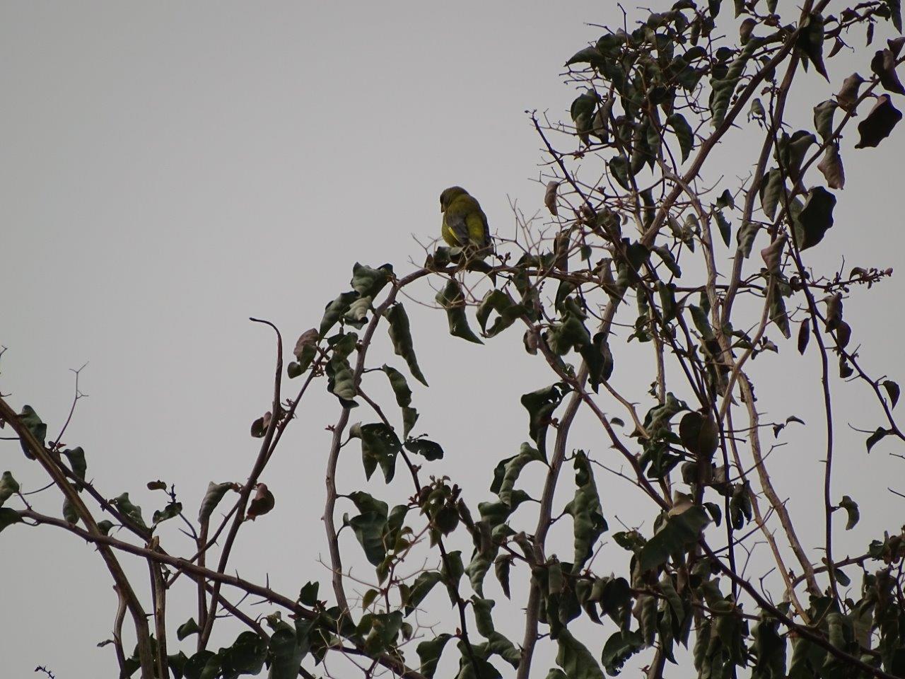 Marrakesh - European greenfinch