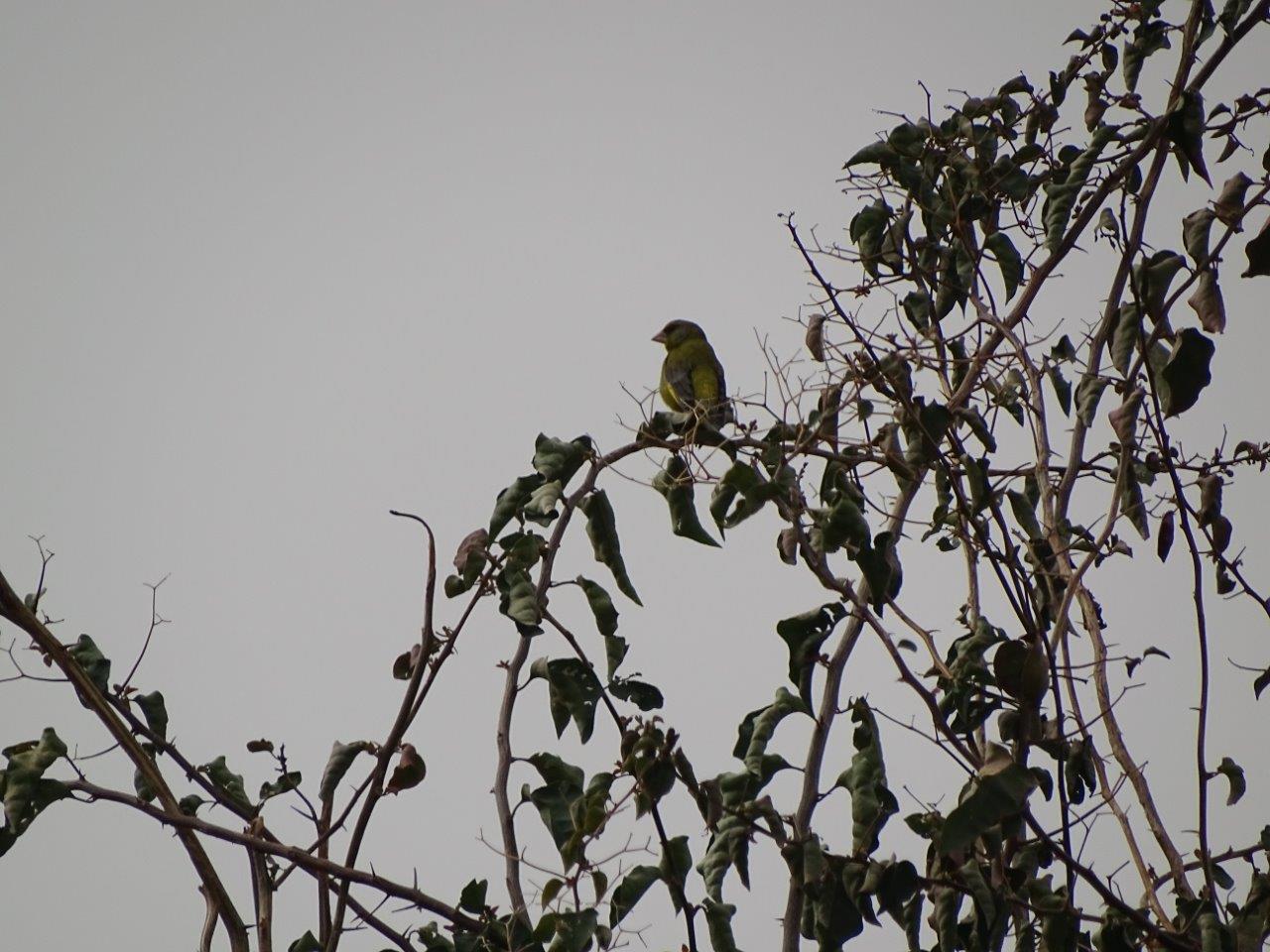 Marrakesh - European greenfinch