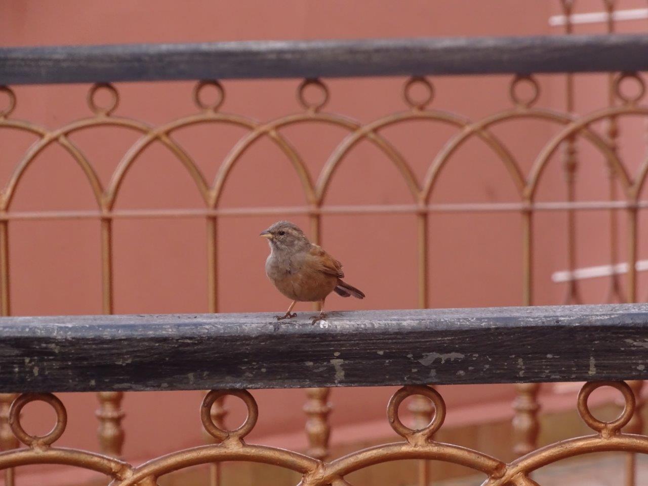 Marrakesh - House bunting