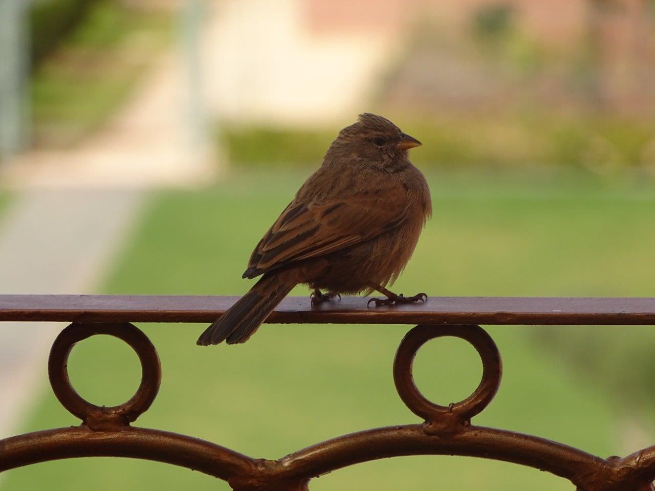 Marrakesh - House bunting