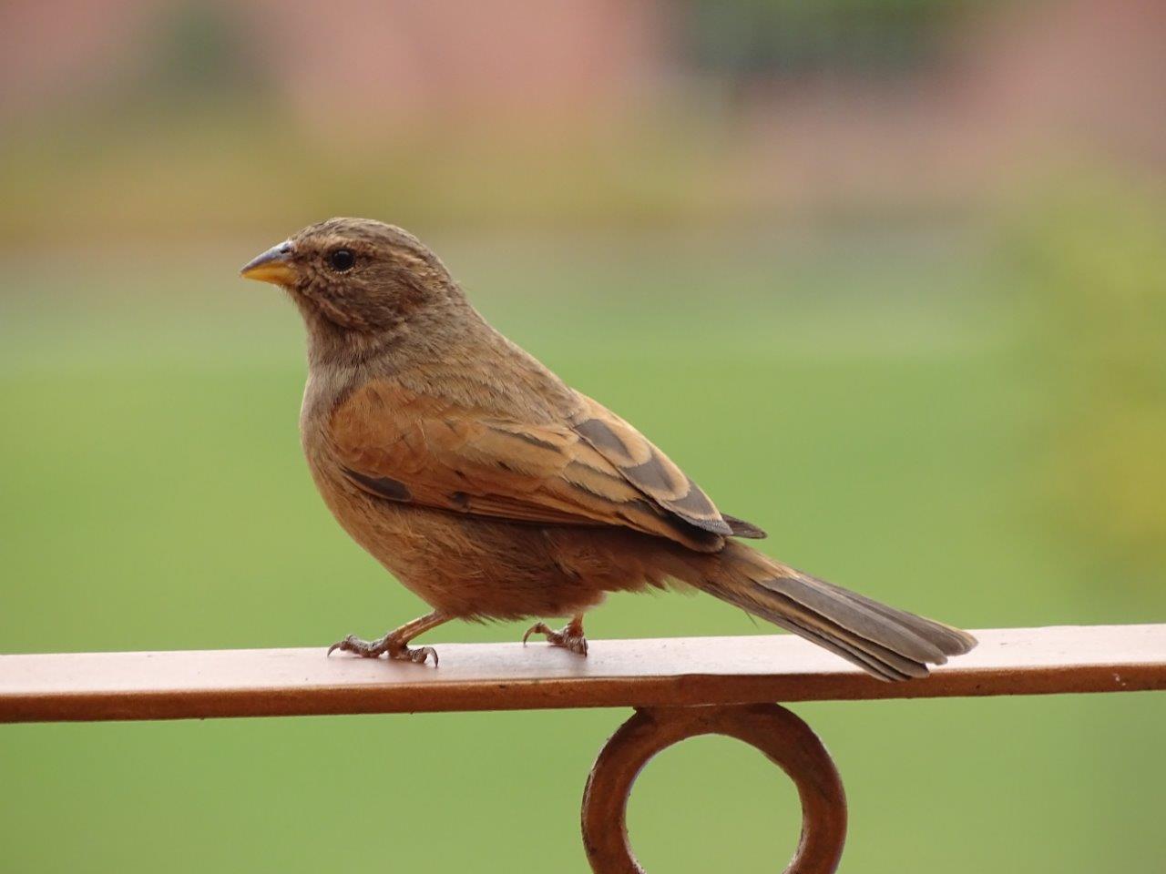 Marrakesh - House bunting