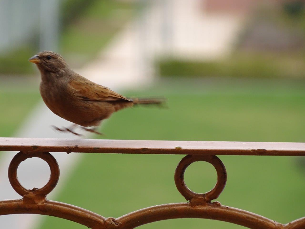 Marrakesh - House bunting