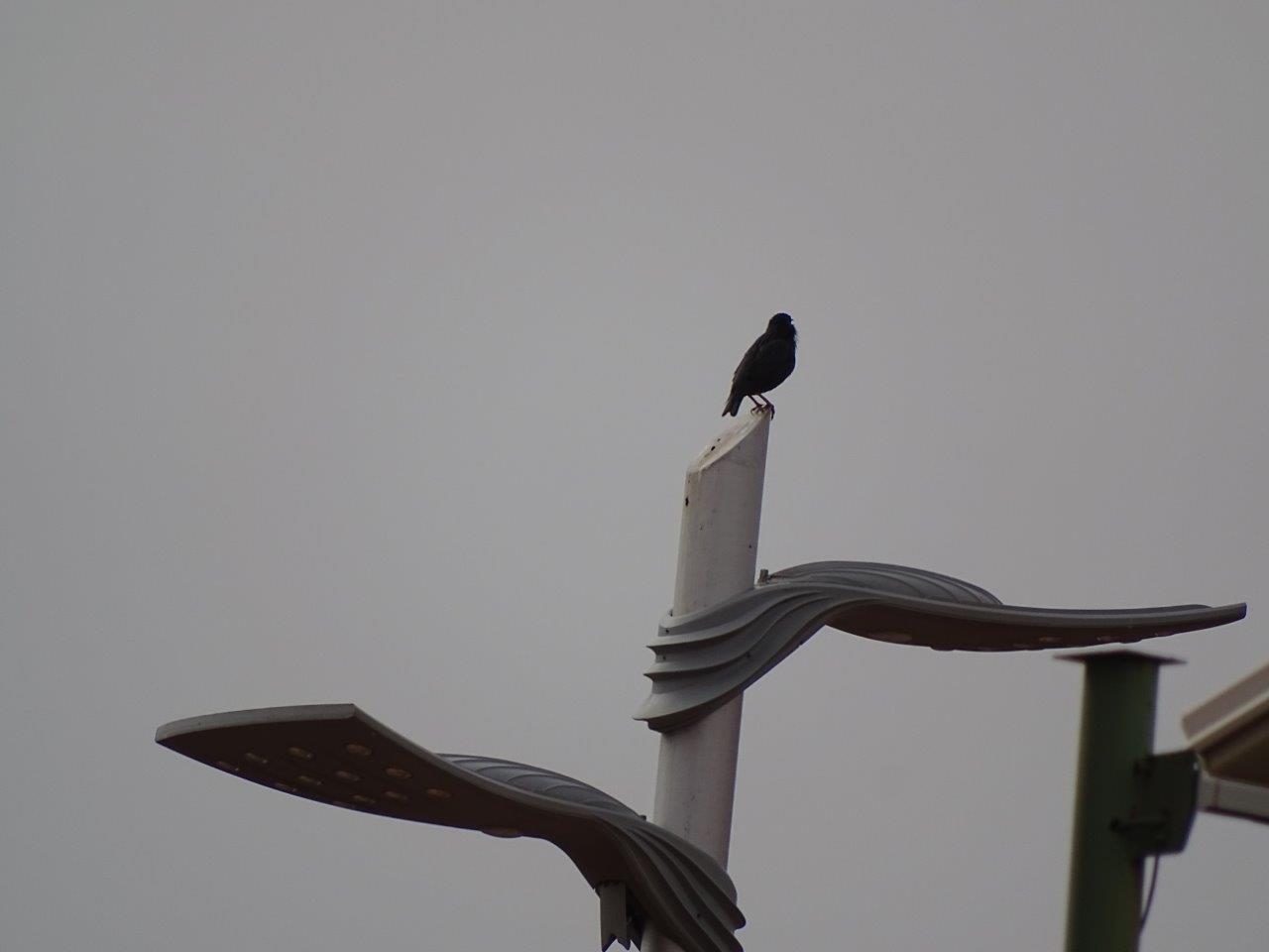 Marrakesh - Spotless starling