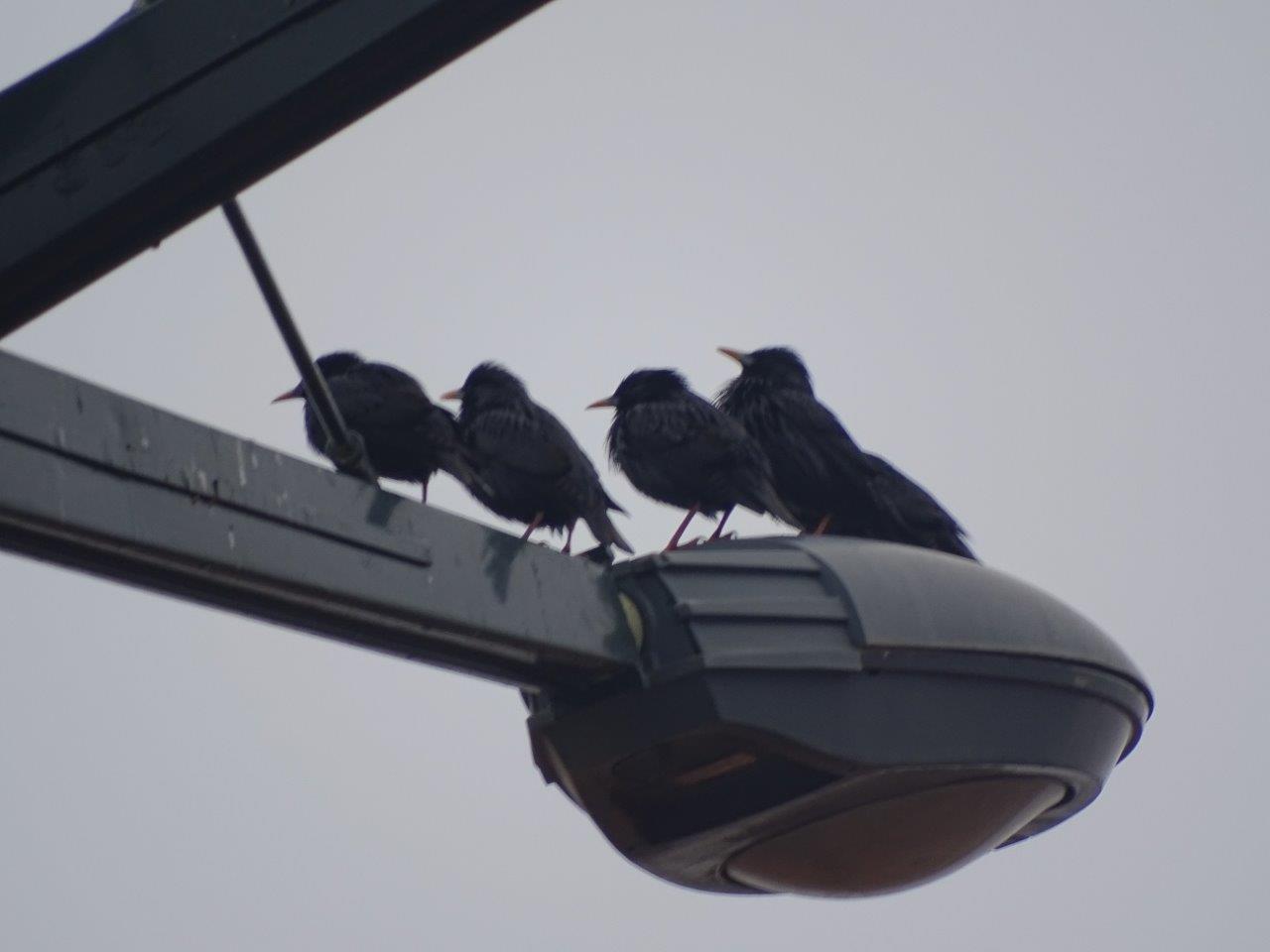 Marrakesh - Spotless starling