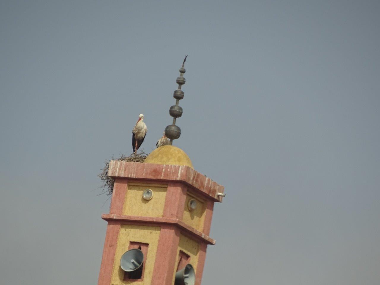 Marrakesh - White stork