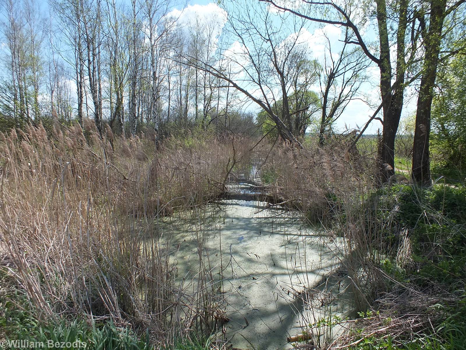 Marsh - Biebrza Marshes