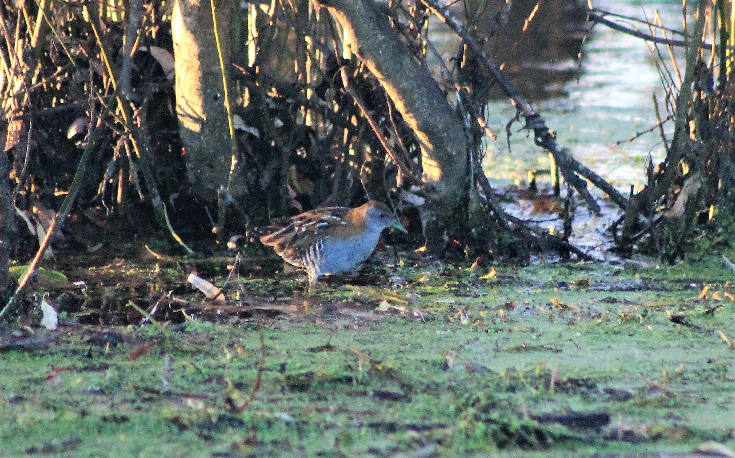 Marsh Crake (Zapornia pusilla)