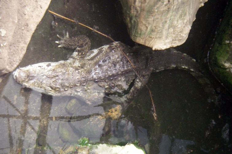 Marsh Crocodile (Crocodylus palustris)