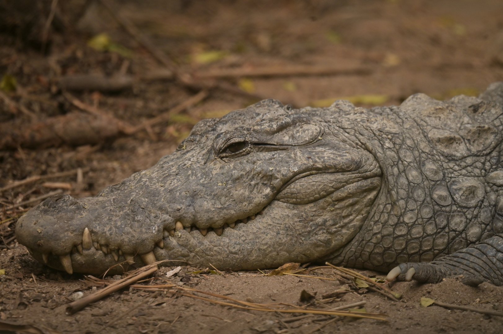 Marsh crocodile Crodylus palustris