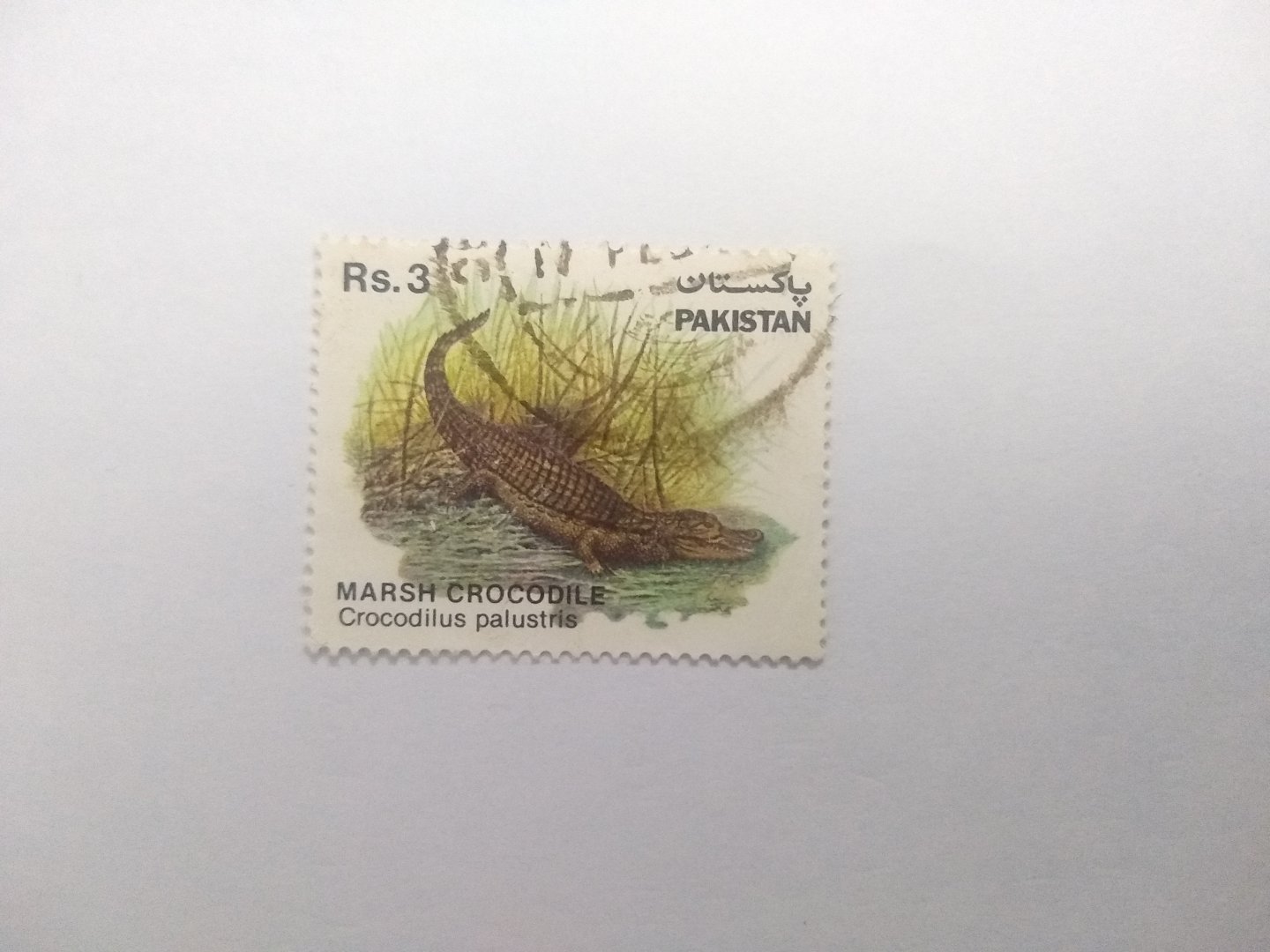 Marsh crocodile - Postage stamp Pakistan
