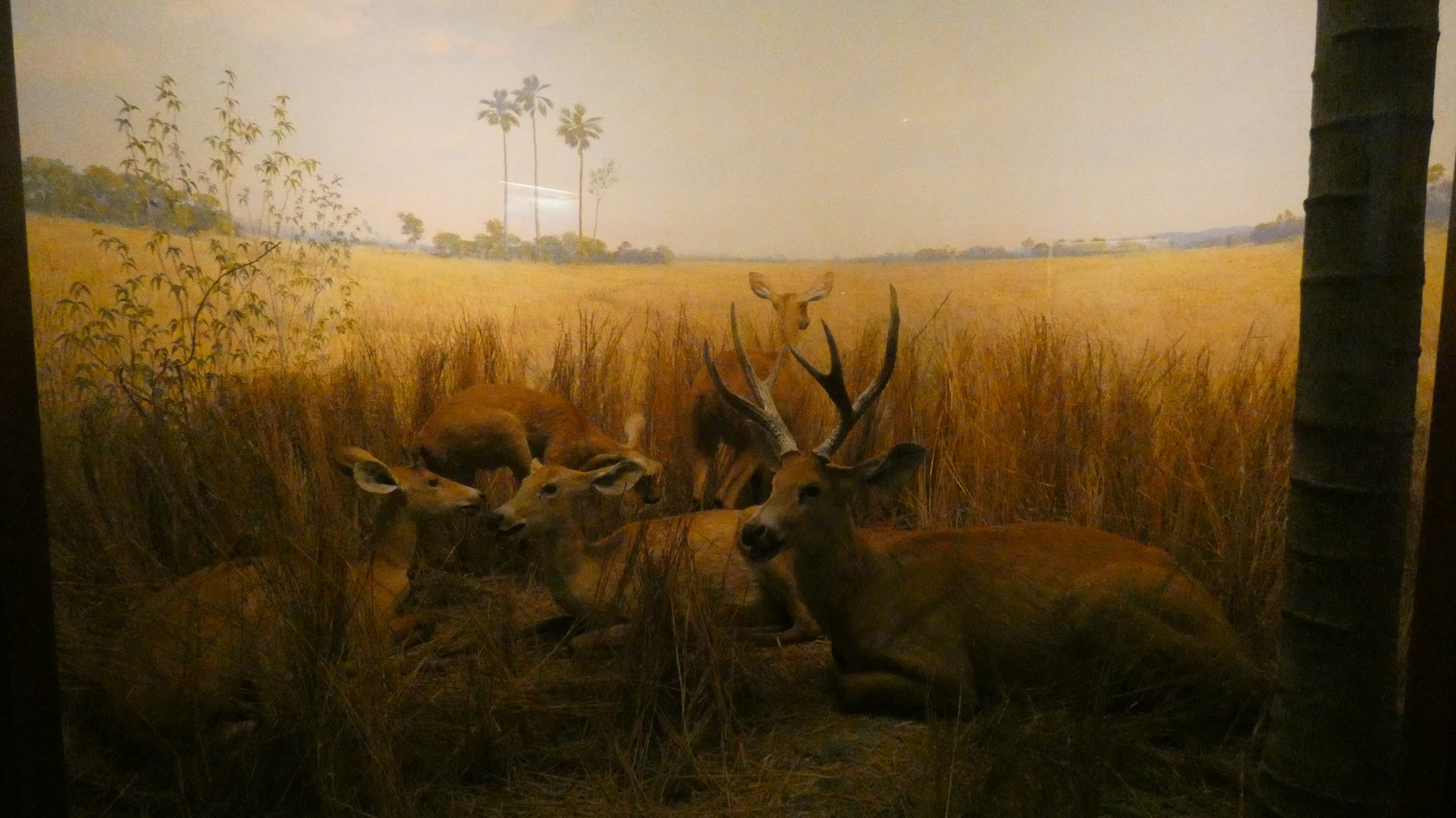 Marsh Deer, American Wilderness Gallery - Feb. 2022