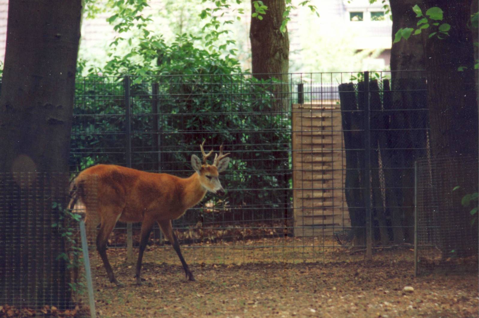 Marsh Deer at Krefeld 1991