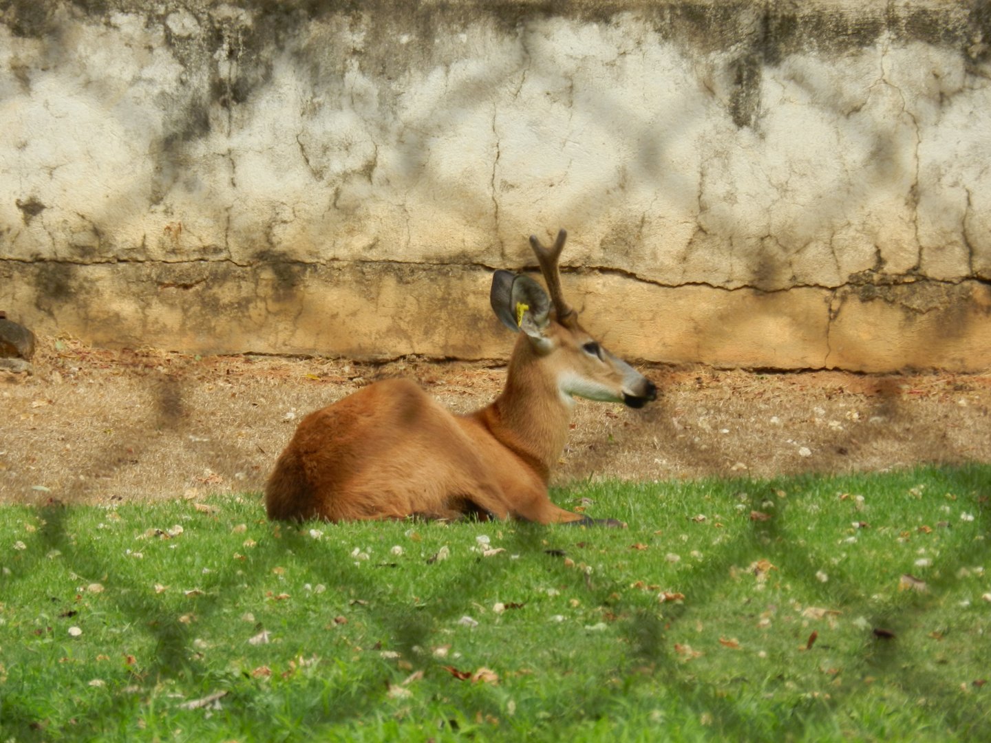 Marsh deer - Belo Horizonte zoo
