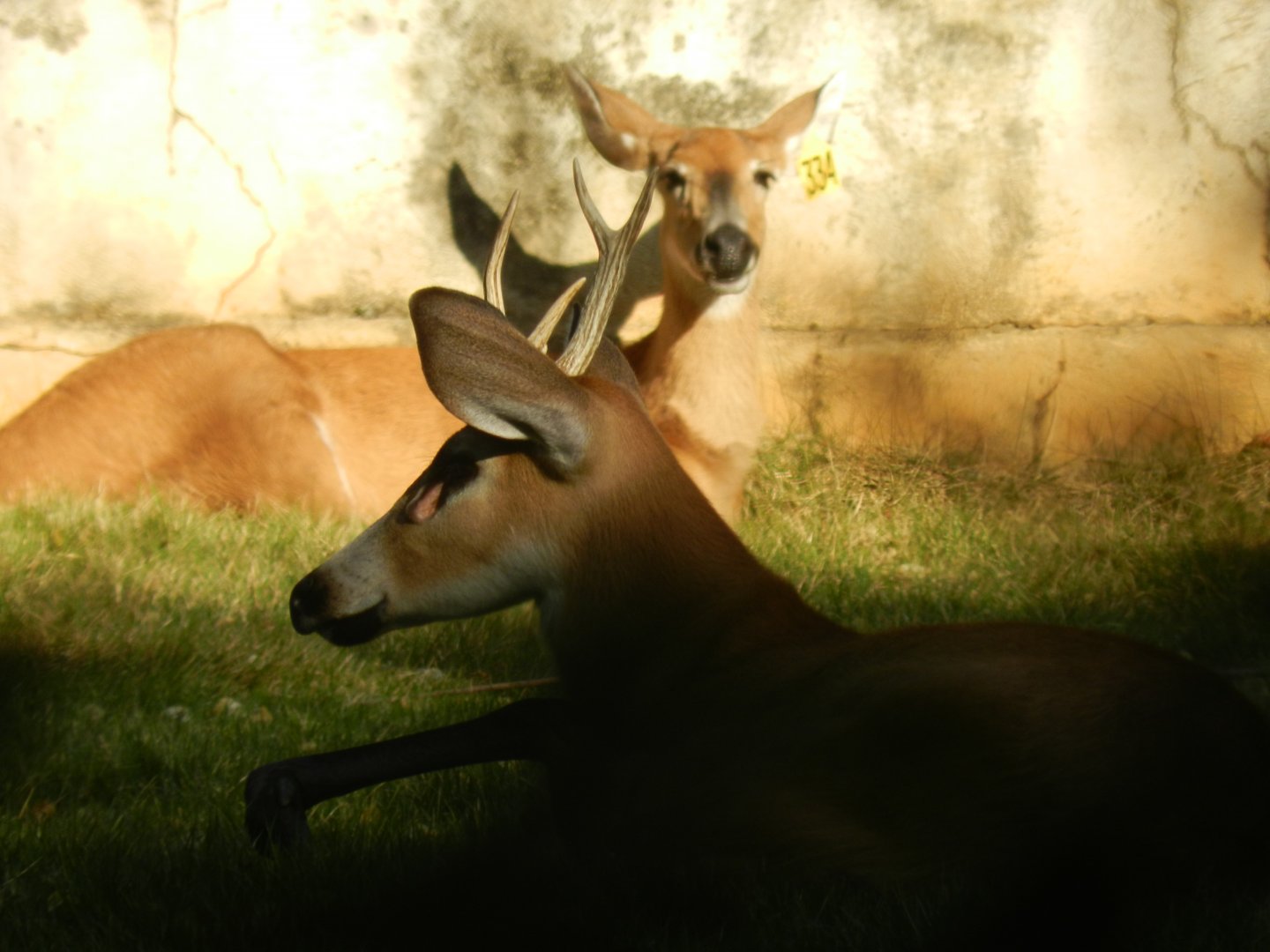 Marsh deer - Belo Horizonte zoo