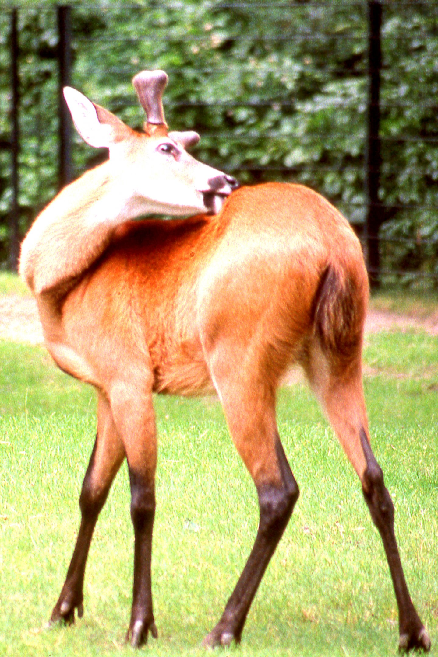 Marsh deer; Berlin; late 1980s