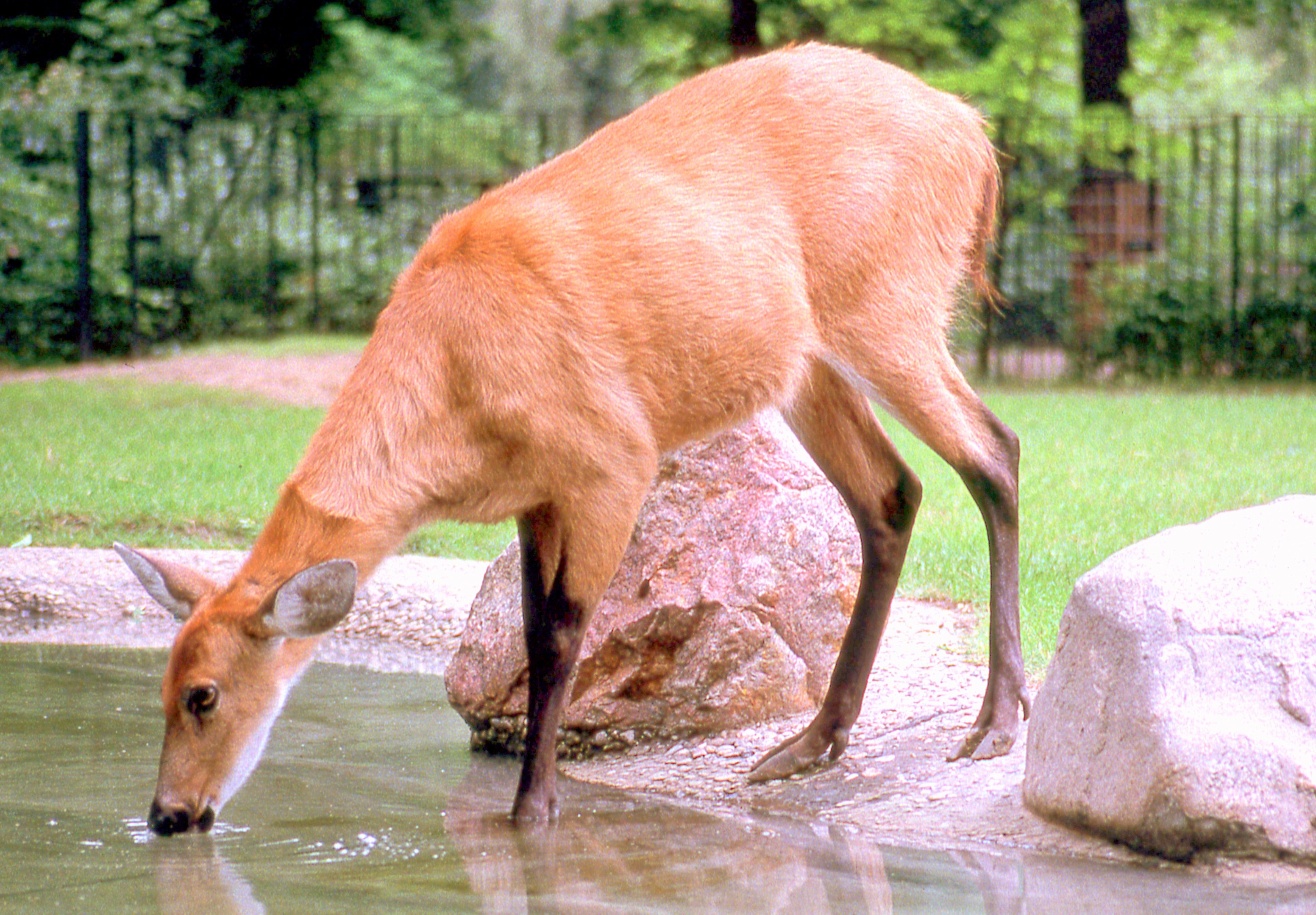 Marsh deer; Berlin Zoo; late 1980s