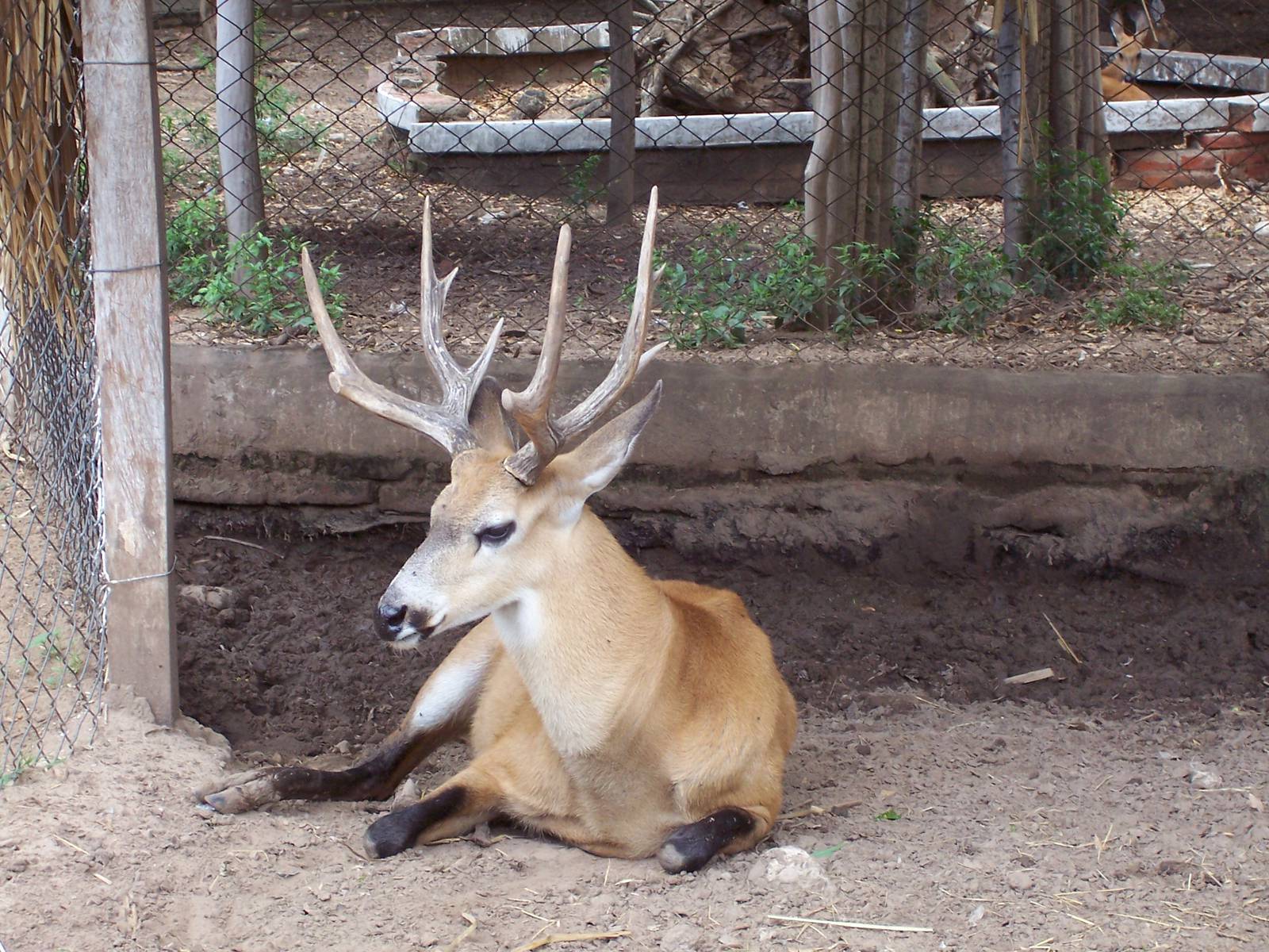 Marsh Deer (Blastocerus dichotomus)
