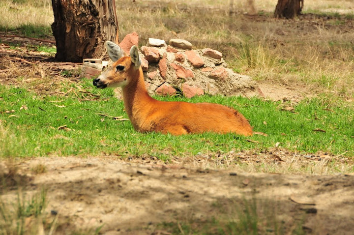Marsh Deer (Blastocerus dichotomus)