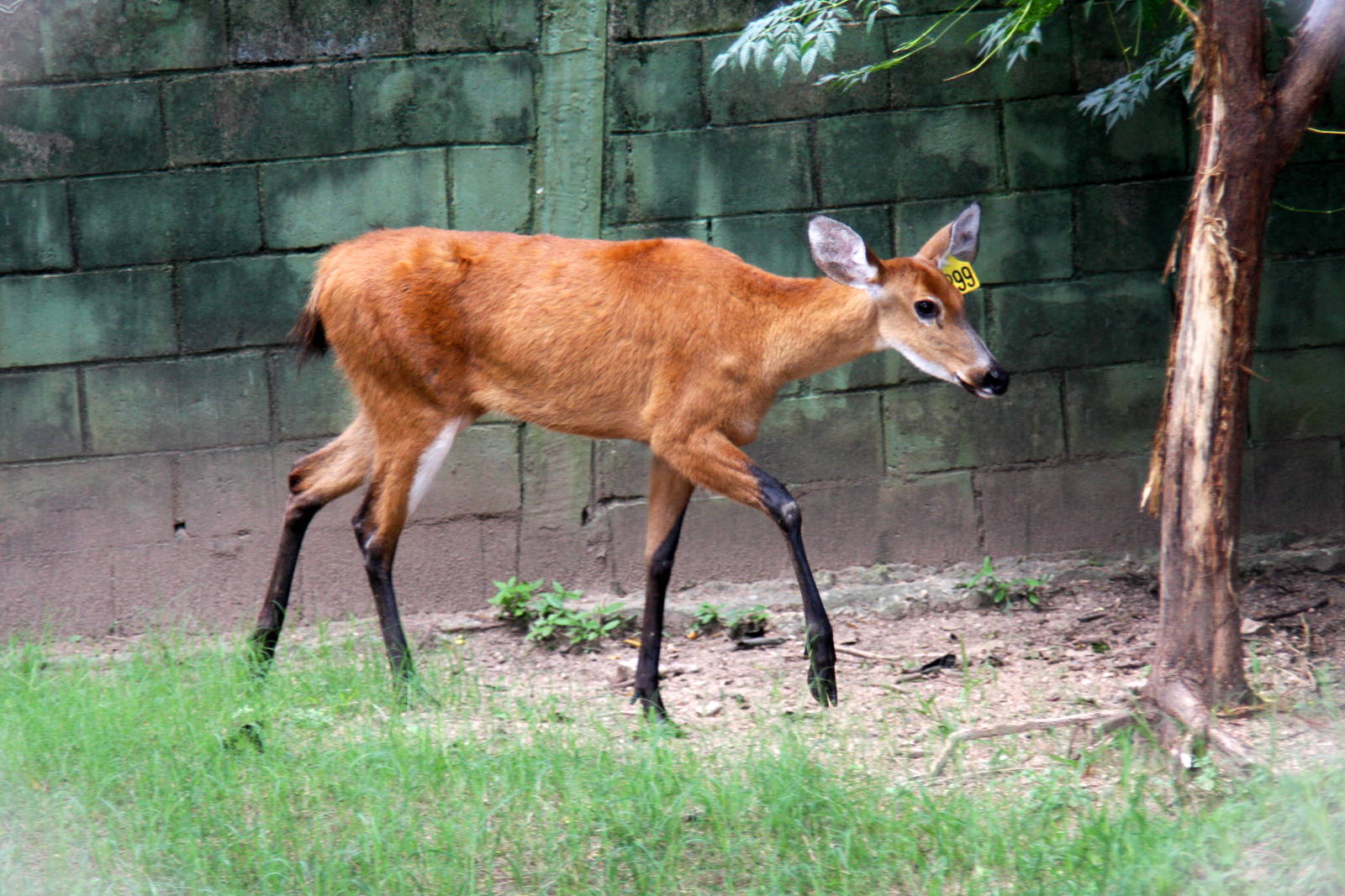 marsh deer (Blastocerus dichotomus)