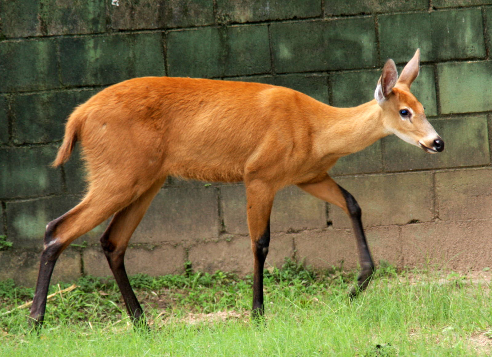 marsh deer (Blastocerus dichotomus)