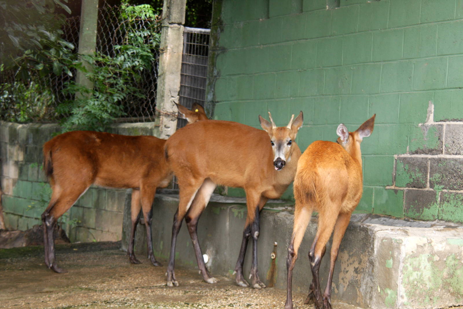 marsh deer (Blastocerus dichotomus)