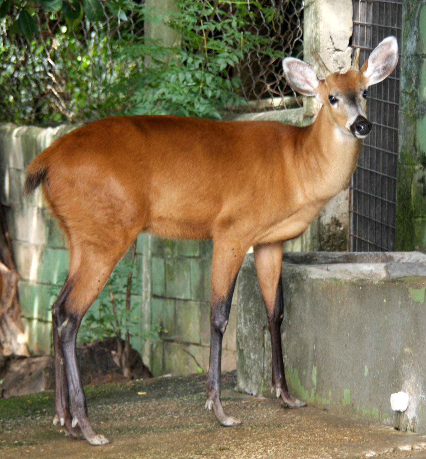 marsh deer (Blastocerus dichotomus)