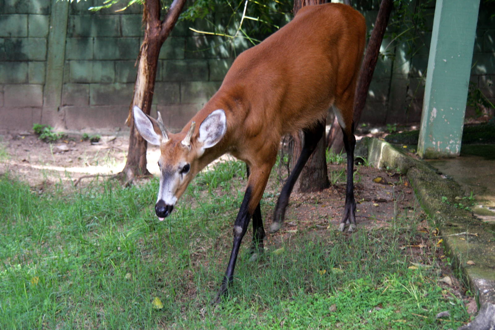 marsh deer (Blastocerus dichotomus)