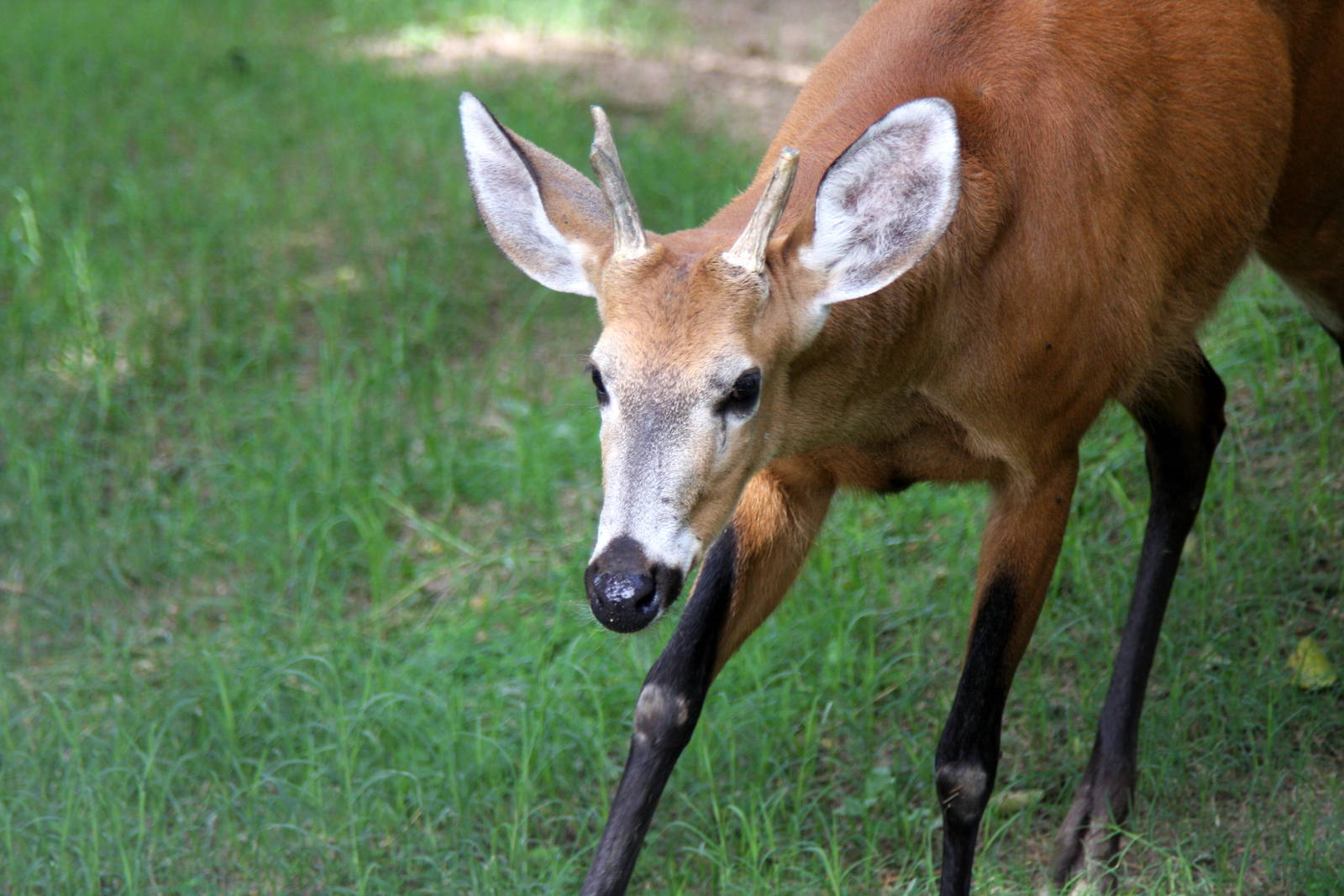 marsh deer (Blastocerus dichotomus)