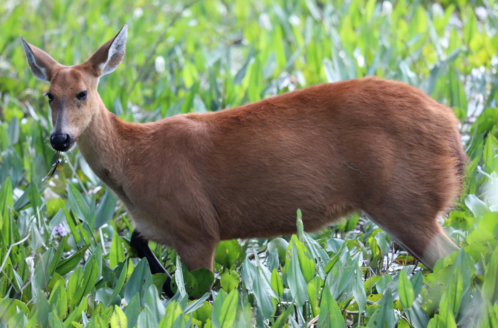 marsh deer (Blastocerus dichotomus)